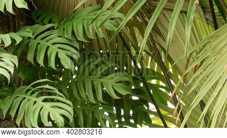 Juicy Exotic Tropical Monstera Leaves Texture Backdrop, Copyspace. Lush Foliage, Greenery In Paradis