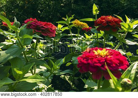 Zinnia (tsinia) Is Genus Of Annual And Perennial Grasses And Shrubs Of Asteraceae Family. Blooming R
