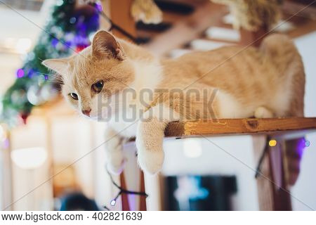 Cat Dangling Fluffy Tail Is Lying On A Chair And Resting At Home.