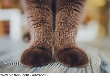 Detail Shot Of Soft Cat Paws While Sitting On Table.
