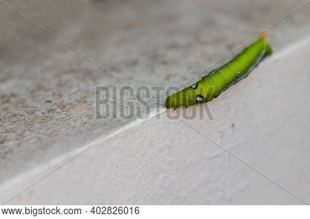 Close-up Of Big Green Worm Or Oleander Hawk Moth Caterpillar (daphnis Nerii, Sphingidae) Crawl On Th