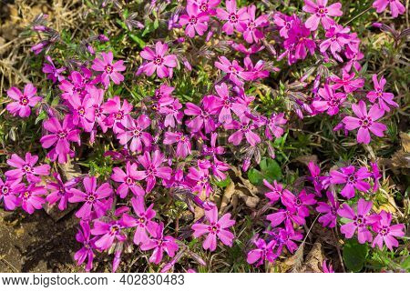Beautiful Flowers Phlox Awl-shaped (phlox Subulata) Close-up In The Garden. Soft Selective Focus.