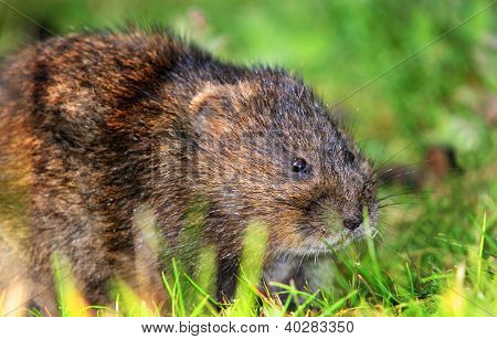 Vole wody.