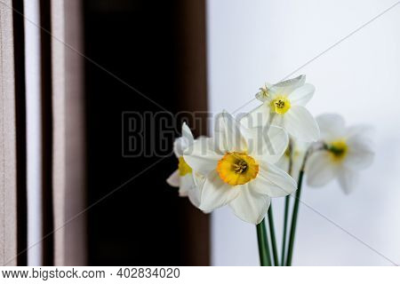 Bunch Of Daffodils In Vase Isolated On White Background.home Interior With Easter Decor.bouquet Of F