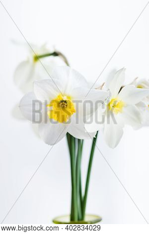 Bunch Of Daffodils In Vase Isolated On White Background.home Interior With Easter Decor.bouquet Of F