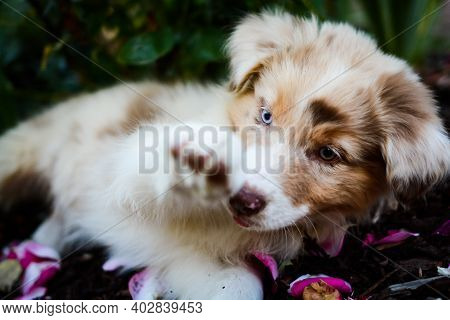 Beautiful Red Merle Australian Shepherd Dog With Amazing Eyes Between The Flower Petal Of The Pink R