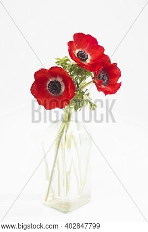 Red Flowers Of Anemone In The Glass Bottle On A White Background. Copy Space