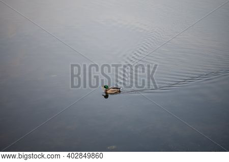 Autumn Walk On The Lake During The Day