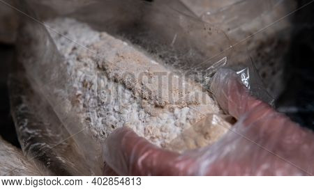 Nootropic Mushroom , Medicinal Mushrooms - Lion's Mane