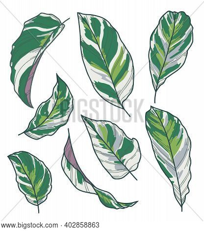 Vector Leaf Drawings Of Exotic Houseplant With Botanic Name Calathea Fusion White