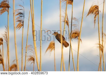 Bird In The Sunset Rays Of The Sun Sits On A Reed