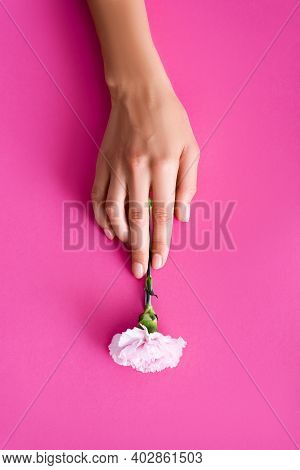 Top View Of Female Hand With Fingernails Covered With Shiny Nail Varnish Near Carnation Flower On Pi
