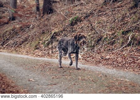 Shot Of A Bohemian Wire-haired Pointing Griffon Walking On An Asphalt Road With A Satisfied Expressi