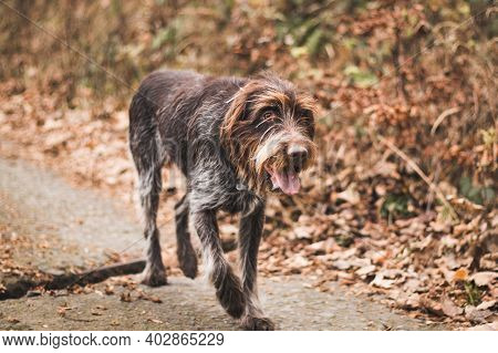 Versatile Gun Dog Walks On A Gravel Road And Goes Towards His Master. Bohemian Wire-haired Pointing 