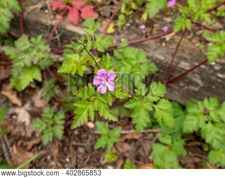 Geranium Robertianum Or Roberts Geranium Pink Flower And Leaves