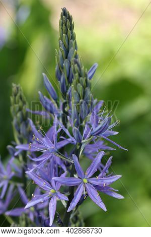 Blue Camass, Camassia, Flowers In A Spike With Buds Opening From The Bottom And A Blurred Background