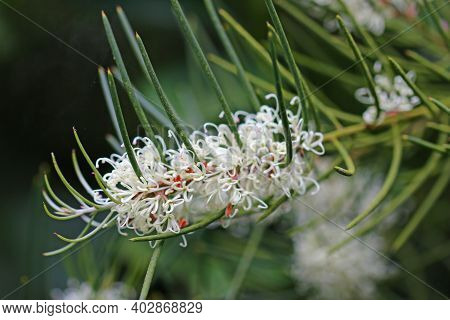 White needlebush, Hakea, flowers in close up with leaves and further flowers and leaves blurred in the background.