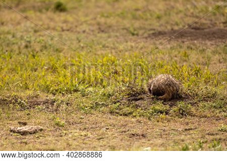 Tail Of Badger Digging In Hole While Hunting