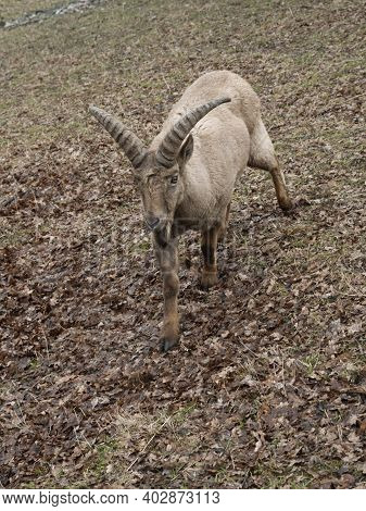 Mountain Caucasian Goats Live In The Mountains Of The Karachay-cherkess Republic.