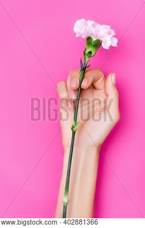 Top View Of Female Hand With Glossy Nail Polish On Fingernails Near Carnation Flower On Pink Backgro