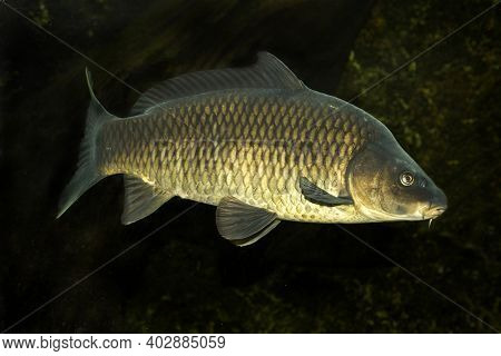 Common Carp Or European Carp (cyprinus Carpio).