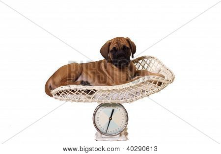Chiot Mastiff anglais sur échelle