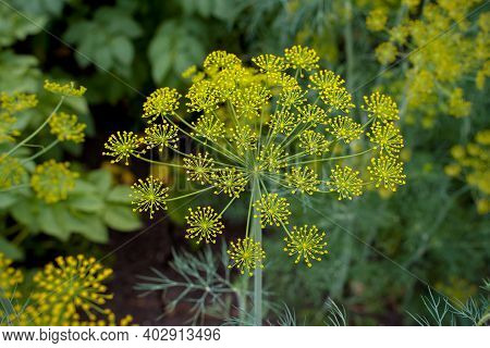 Fresh Dill (anethum Graveolens) Growing On The Vegetable Bed. Annual Herb, Family Apiaceae.  Growing