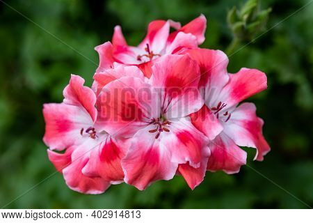 Pink  Fresh Geranium Flowers In A Garden