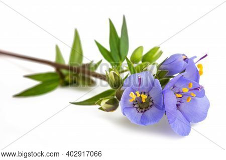 Jacob's Ladder Flowers Isolated On White Background