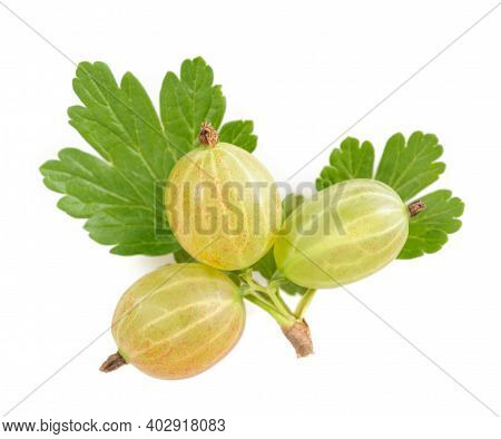 Gooseberry (ribes Uva-crispa) Isolated On White Background