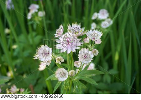 Beautiful And Delicate Astrantia Major Flowers Close Up. Common Name Great Masterwort.