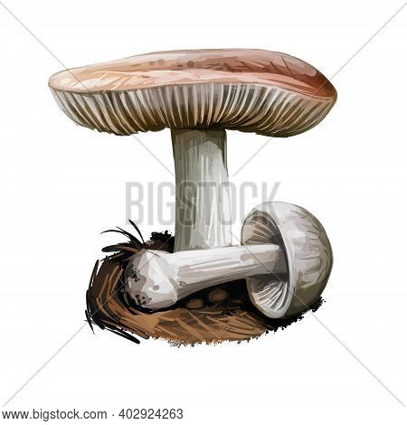 Volvopluteus Gloiocephalus Big Sheath Mushroom, Rose-gilled Grisette, Ostubble Rosegill, Species Mus