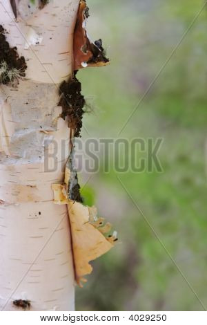 Aspen ağaç gövdesi soyulması, portre