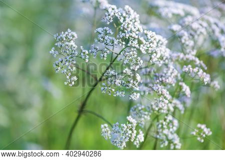 Valeriana