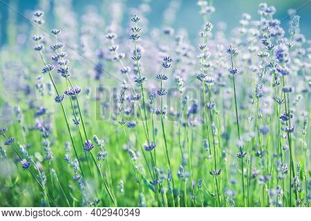 Lavender