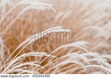 Abstract Natural Background Of Soft Plants Cortaderia Selloana. Frosted Pampas Grass On A Blurry Bok