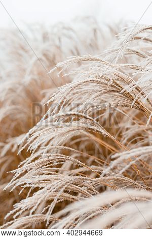 Abstract Natural Background Of Soft Plants Cortaderia Selloana. Frosted Pampas Grass On A Blurry Bok