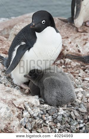 Volwassen Adéliepinguïn en kuikens In het Nest.