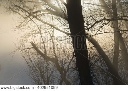 Light As Life Force In Nature