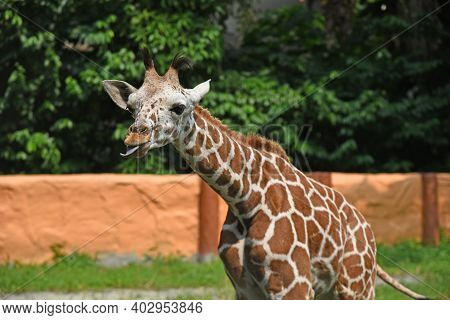 A Giraffe In A Zoo Against A Background Of An Orange Wall And Trees Stretched Its Neck Forward, Show