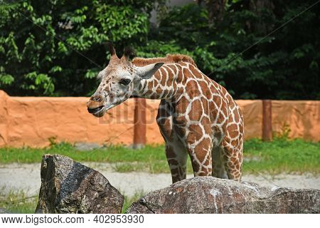 A Giraffe In A Zoo Against A Background Of An Orange Wall And Trees Stretched Its Neck Forward, Show