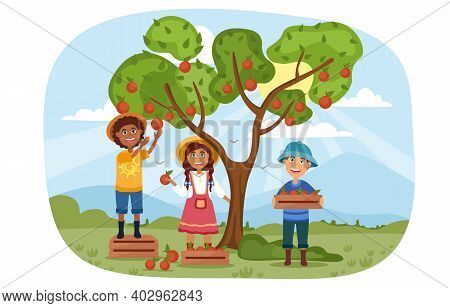 Three Young Children Helping To Harvest Apples In The Orchard Picking The Ripe Fruit From The Tree, 