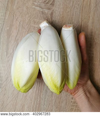 Chicory, Endive, Succory. Witlof Vegetable. Fresh Chicory On A Wooden Table