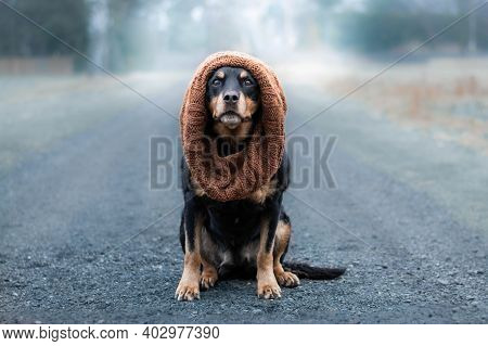 Beautiful Rottweiler Dog With Scarf On His Head Sitting On The Way In The Foggy Day In The Winter.