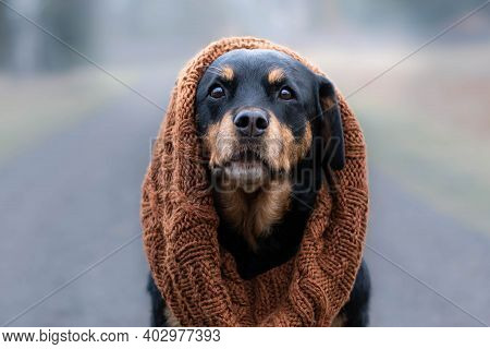 Beautiful Rottweiler Dog With Scarf On His Head Sitting On The Way In The Foggy Day In The Winter.