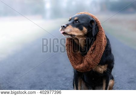 Beautiful Rottweiler Dog With Scarf On His Head Sitting On The Way In The Foggy Day In The Winter.