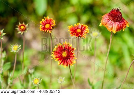 Yellow-red Flowers (gaillardia Pulchella) On A Green Background. Close-up Of Gaillardia With A Bee O