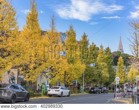 Tokyo, Japan - December 10 2019: Beautiful Autumn Colors Of Japanese Maple Tree Iroha Momiji In Hara