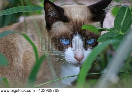 This Blue-eyed Cat Often Comes To Play And Hide In The Woods.