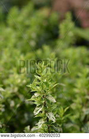 Wintercreeper Harlequin - Latin Name - Euonymus Fortunei Harlequin